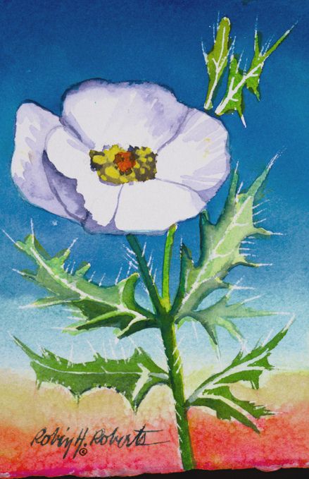 white poppy